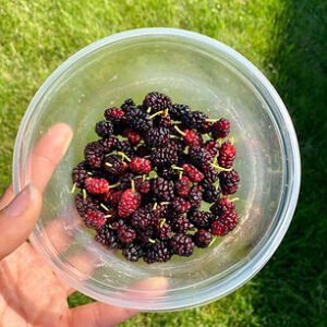 Fresh Frozen Mulberries